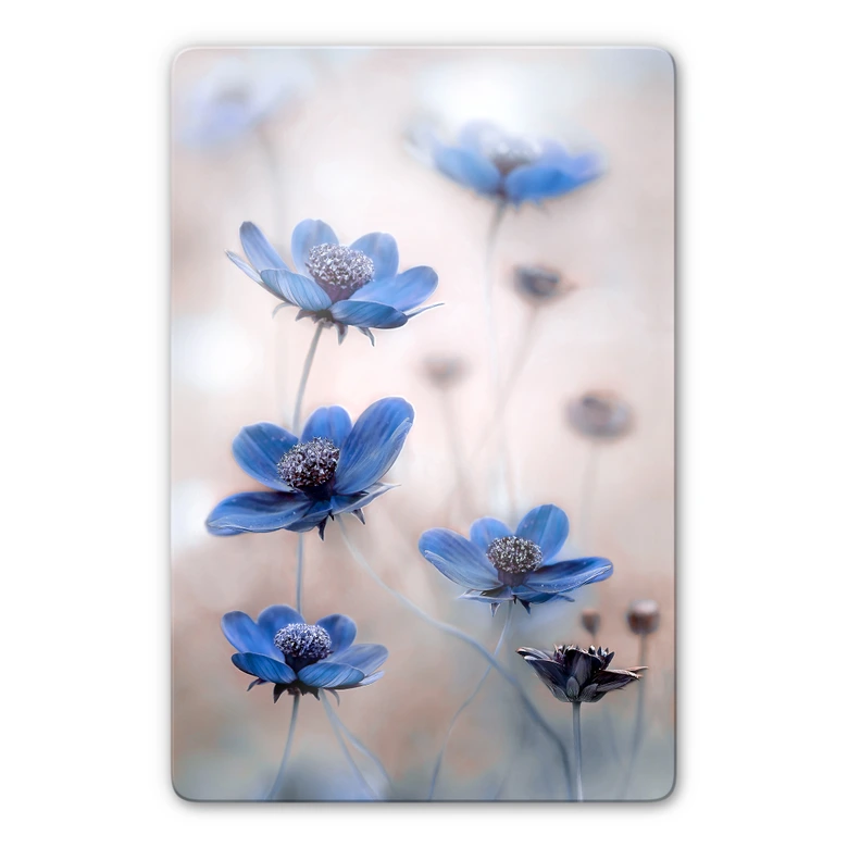 Glasbild Disher - Blue Cosmos 
