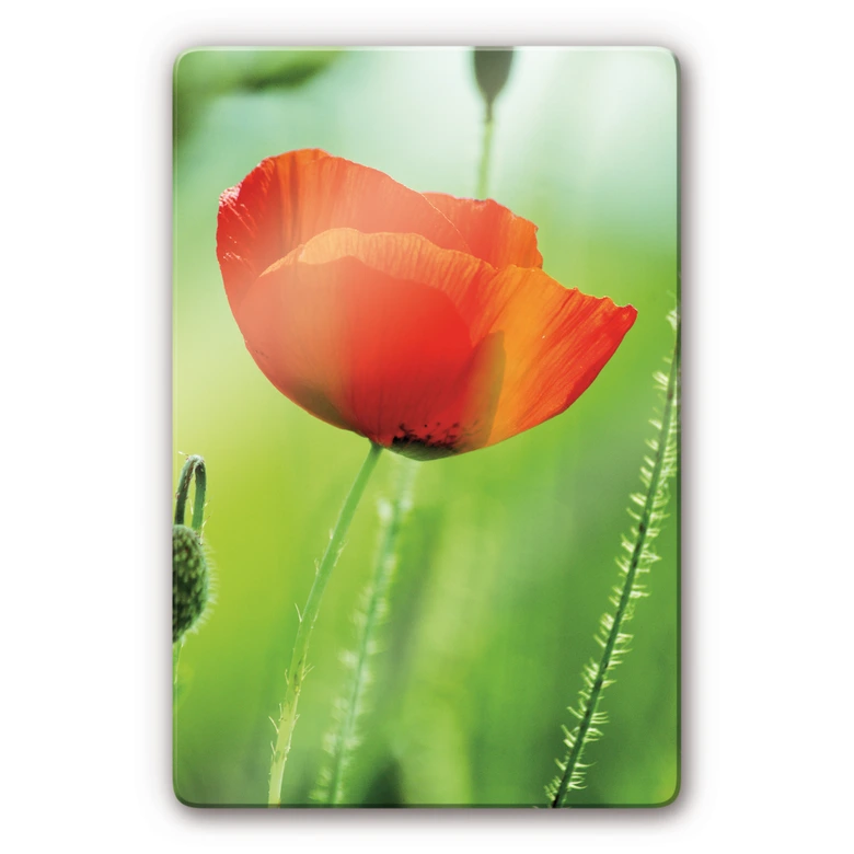Glasbild Mohnblume 