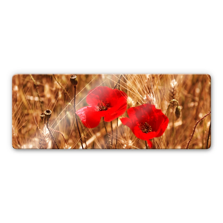 Glasbild Mohnblüten im Feld - Panorama 