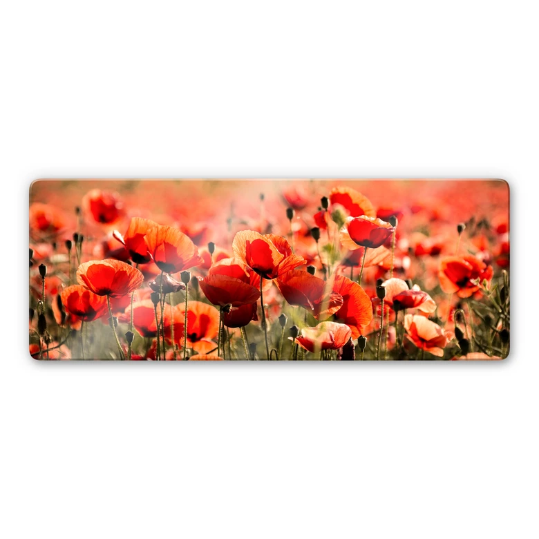 Glasbild Poppy Field - Panorama 