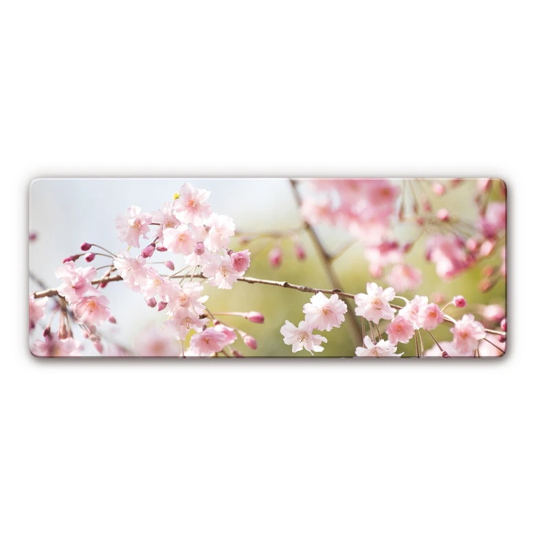 Tableau en verre - Fleurs de Cerisier Panorama 