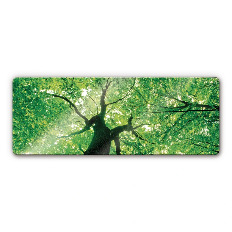 Tableau en verre - Under the Trees Panorama 
