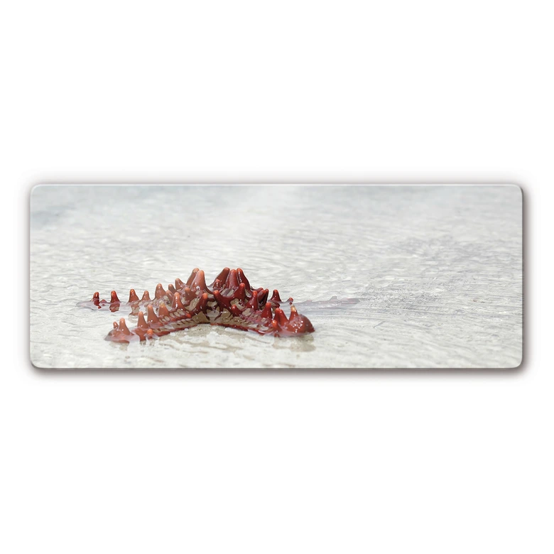 Tableau en verre - Étoile de Mer - Panorama 