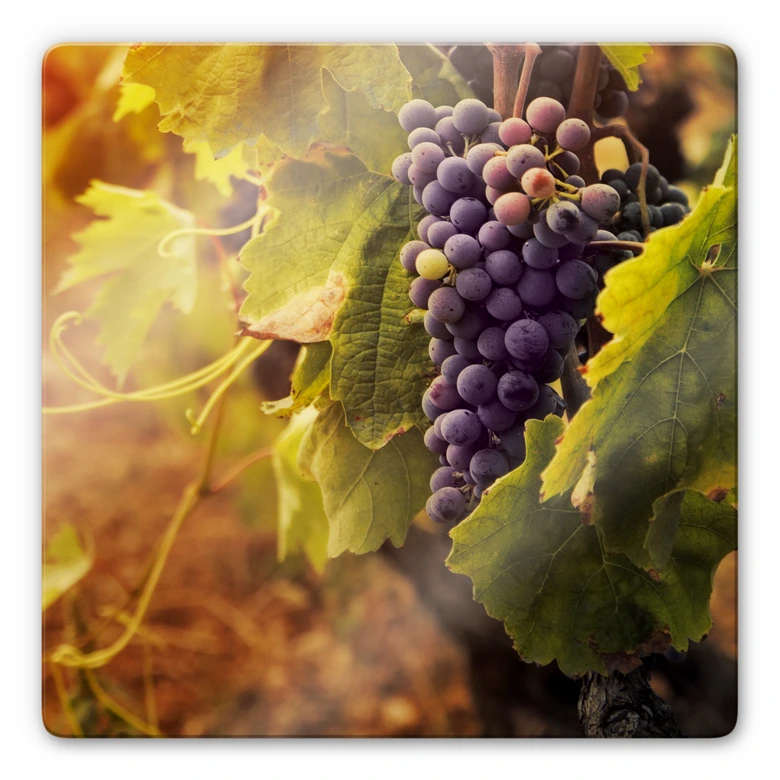 Tableau en verre - Vigne toscane 