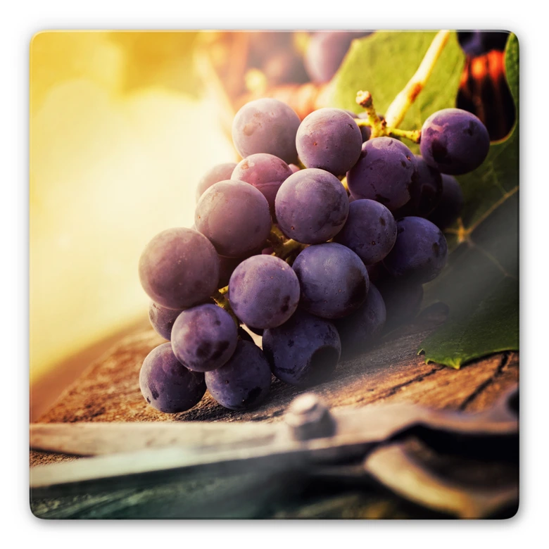 Glasbild Weinlese 