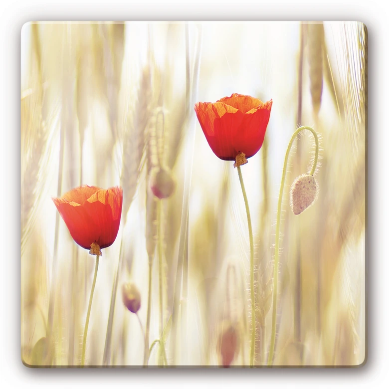 Glasbild Poppies 