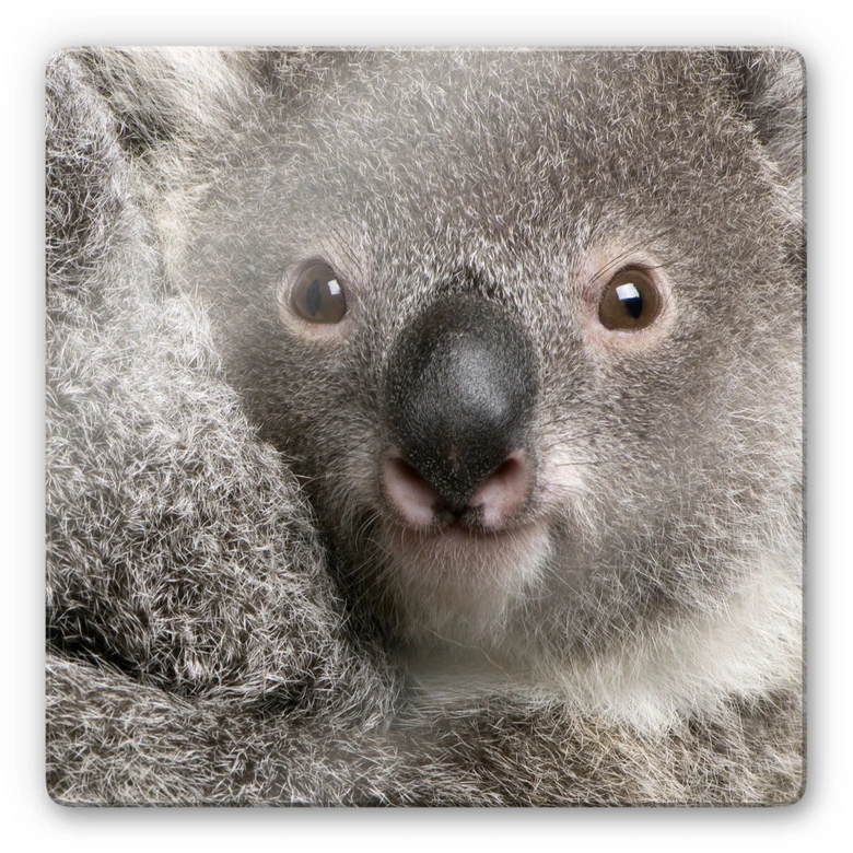 Glasbild Cuddly Koala - quadratisch 