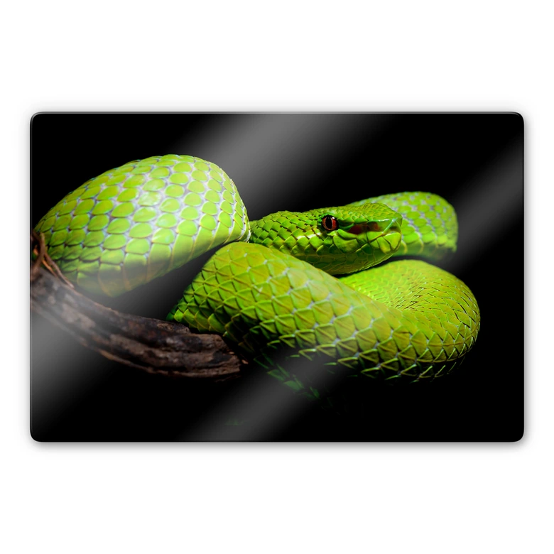 Glasbild Hakonsen - Die grüne Pit-Viper 