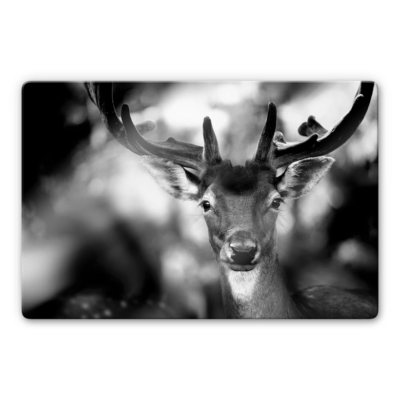 Glasbild Sandra - Junger Hirsch 