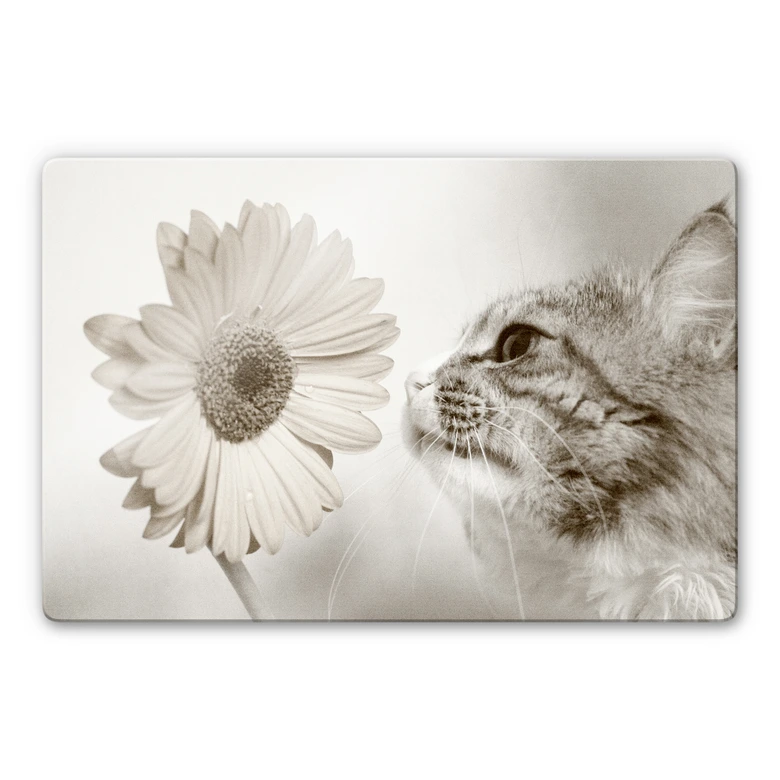 Glasbild Katzenneugier 