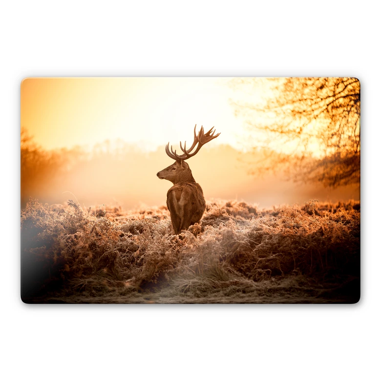 Glasbild Majestätischer Hirsch 