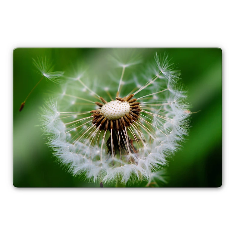 Glasbild Pusteblume im Wind 