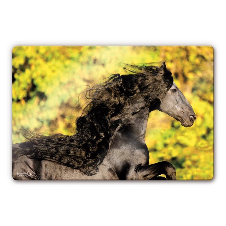 Glasbild Boiselle - Friese Anton mit wallender Mähne 