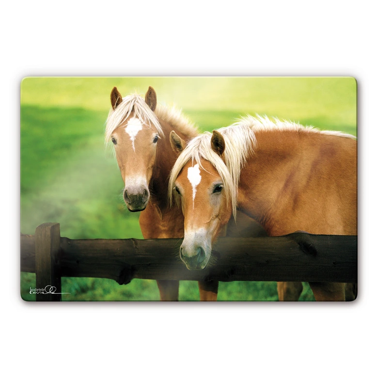 Glasbild Boiselle - Neugierige junge Haflingerstuten 