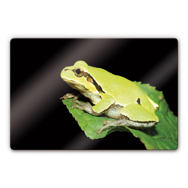 Glasbild Grüner Frosch 