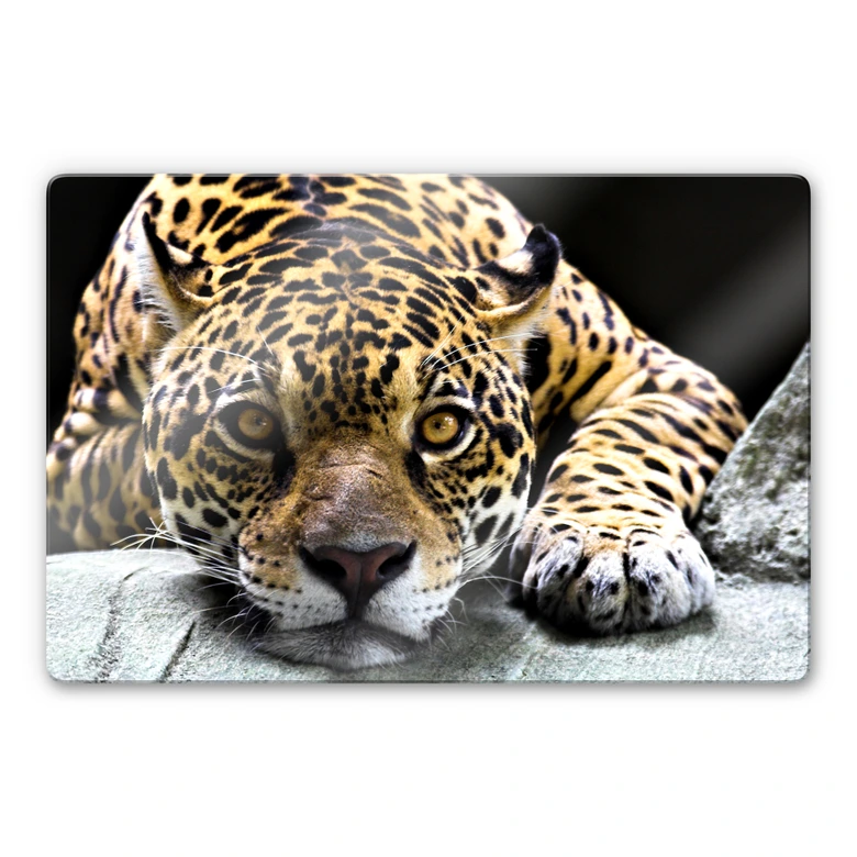 Glasbild Jaguar 