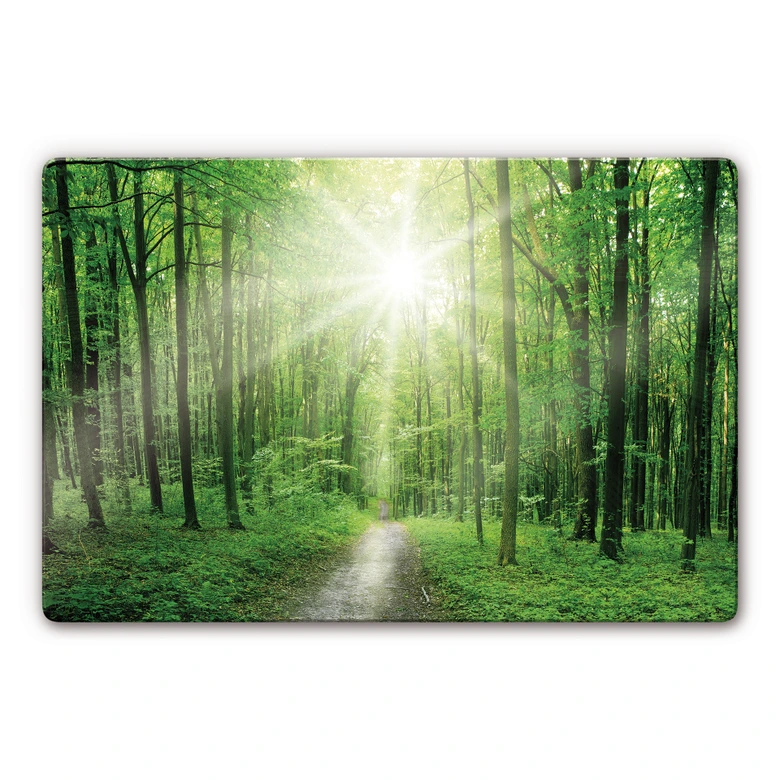 Glasbild Sunny Forest 