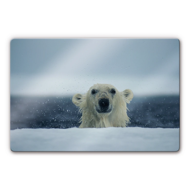 Tableau en verre - NG Ours effronté 