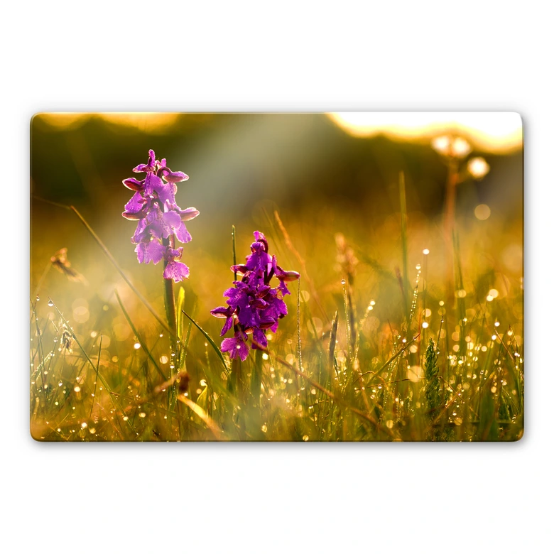 Glasschilderijen Bloemen in de Ochtend 