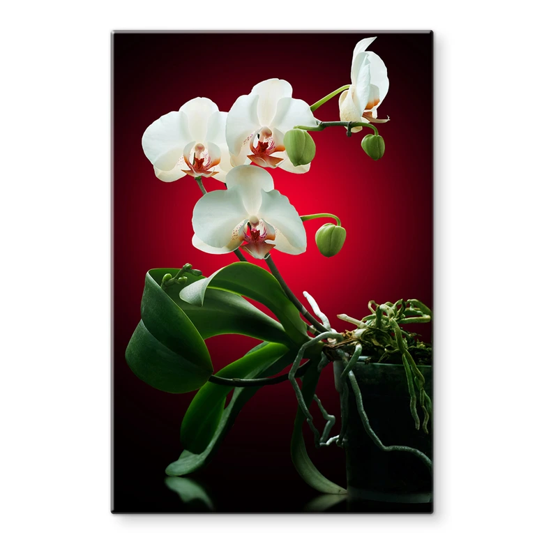 Tableau en verre - Floraison d'une orchidée 