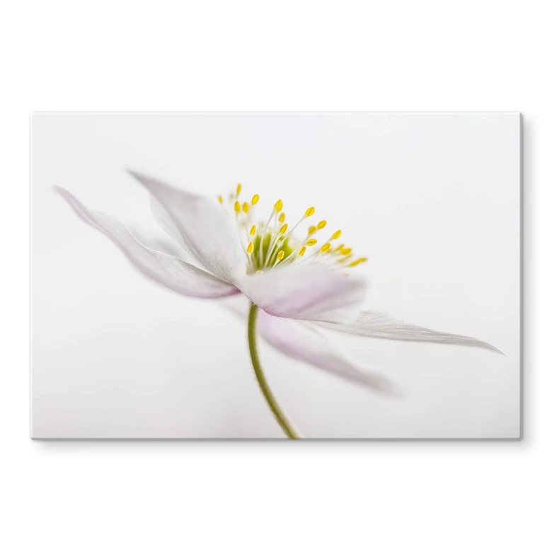 Glasbild Disher - Nemorosa 