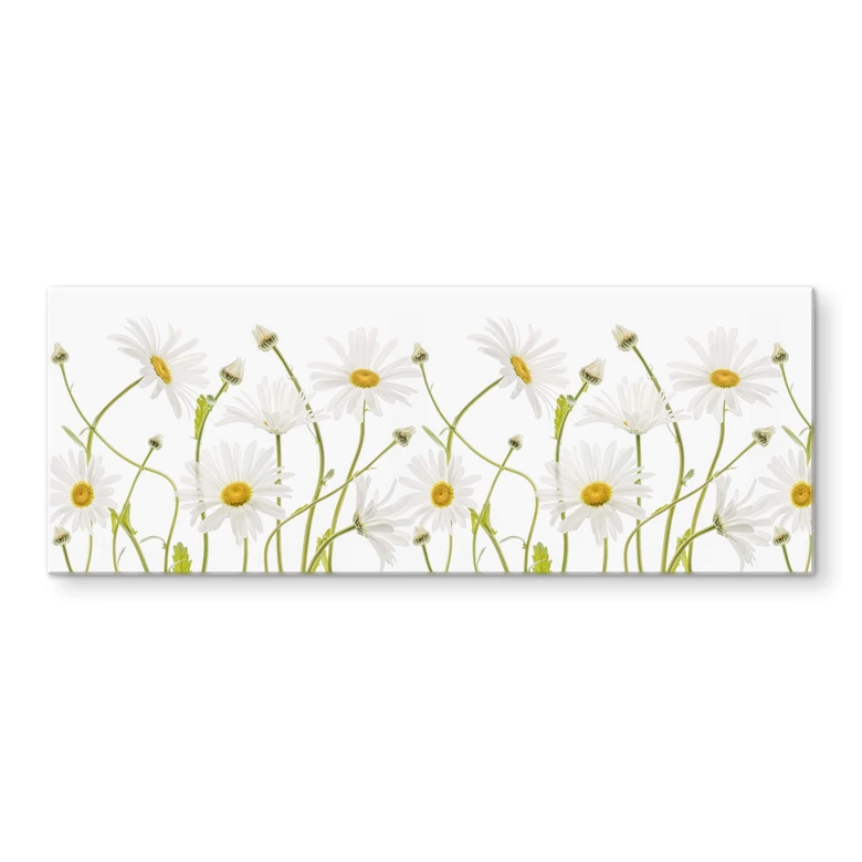 Glasbild Disher - Ox eye Daisies - Panorama 