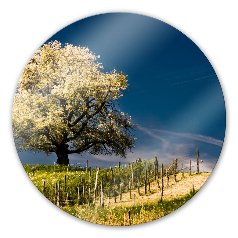 Glasbild Blütenpracht im April - rund 
