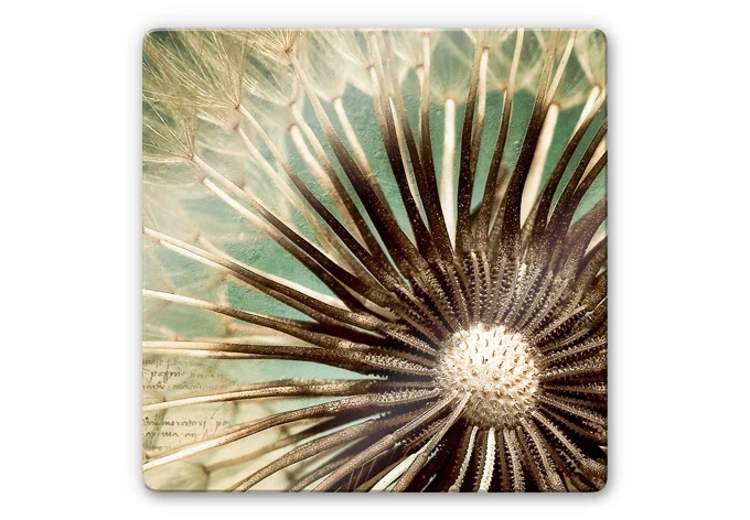 Glasbild Pusteblumen-Poesie - quadratisch 