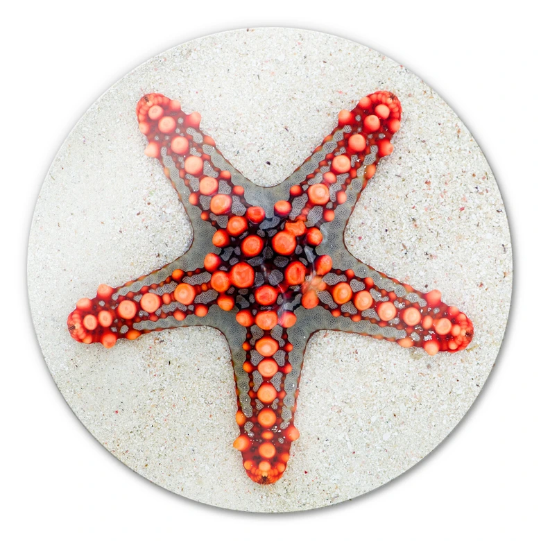 Glasbild Leuchtender Seestern - rund 
