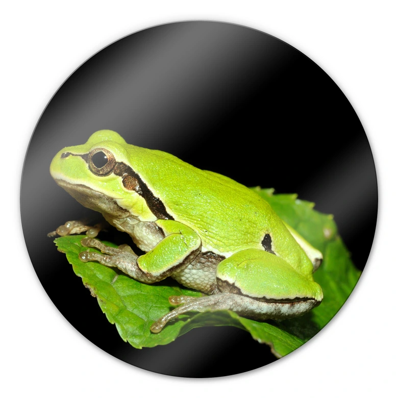 Glasschilderijen Groene Kikker - rond 