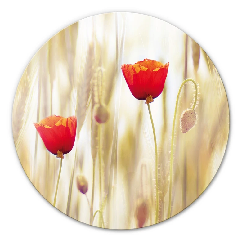 Tableau en verre - Coquelicots - Rond 