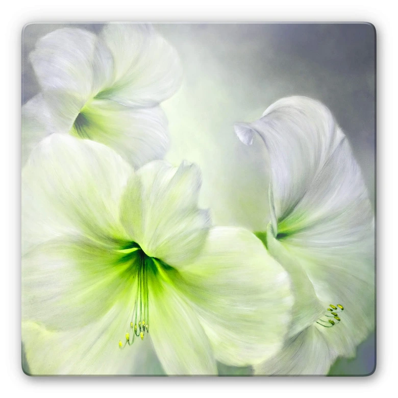 Glasbild Schmucker - Weiße Amaryllis 