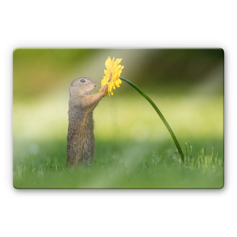 Glasbild van Duijn - Erdhörnchen hält Blume 