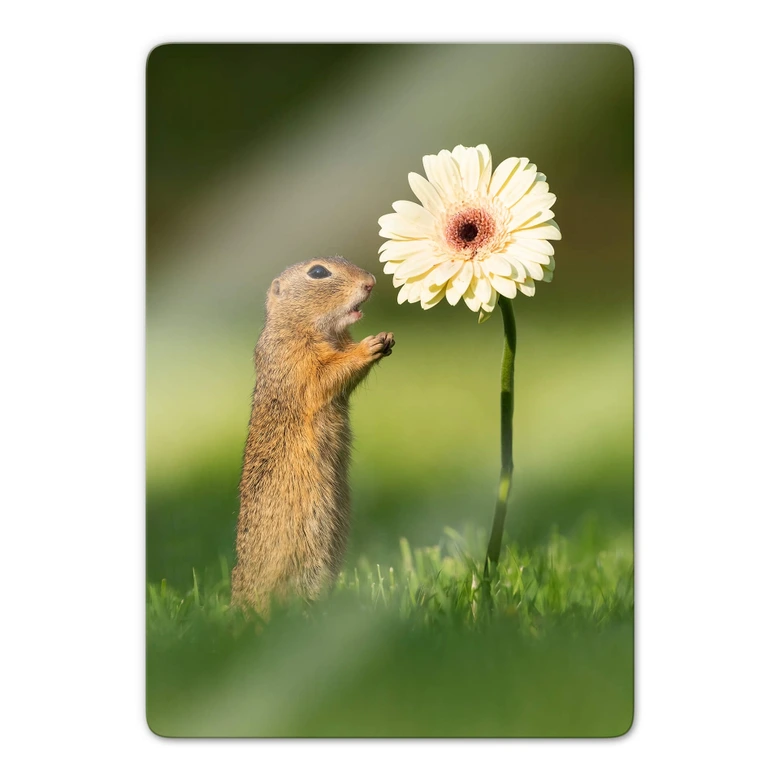 Glasbild van Duijn - Erdhörnchen mit Gerbera 