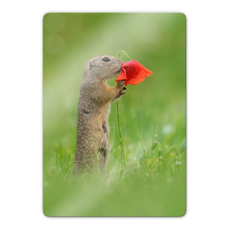 Glasbild van Duijn - Erdhörnchen mit Mohnblume 