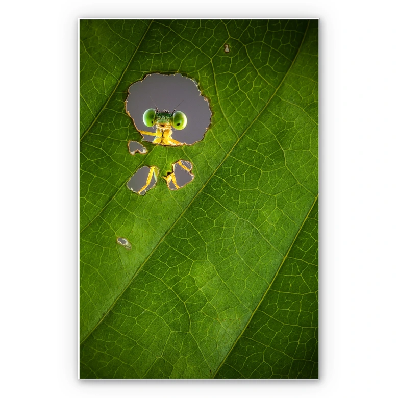 Wandbild Wilianto - Hello little Friend 