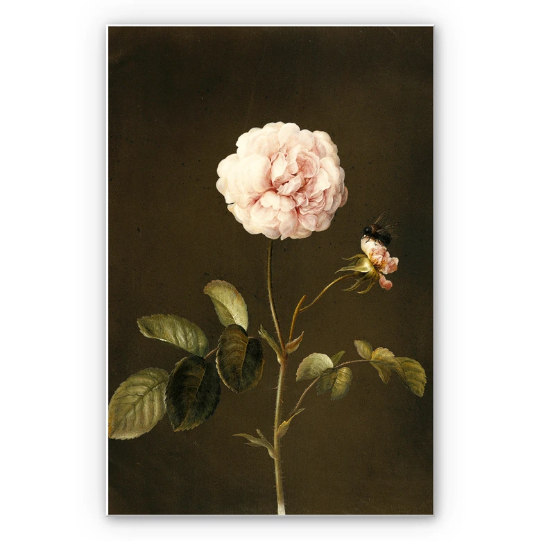 Wandbild Dietzsch - Essig-Rose mit Hummel 