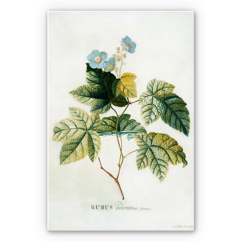 Wandbild Ehret - Rubus 