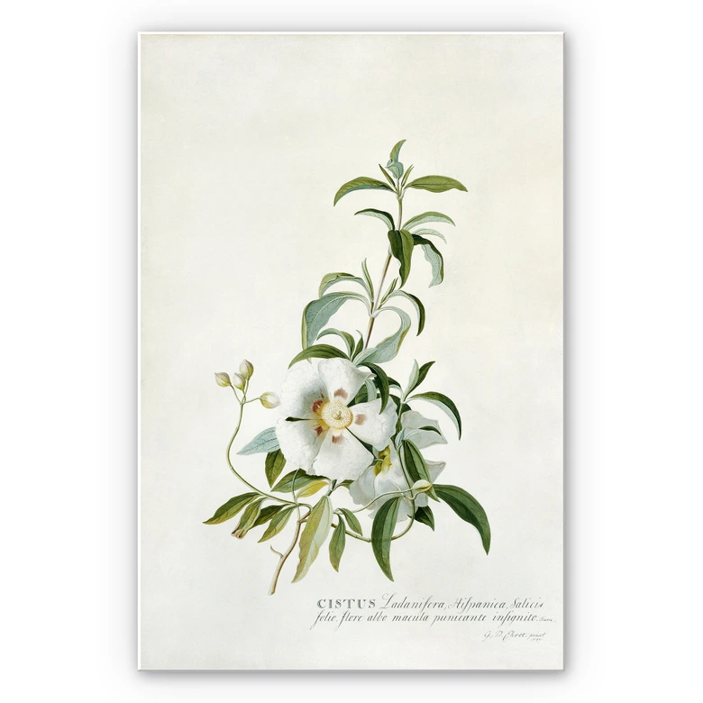 Wandbild Ehret - Zistrose 