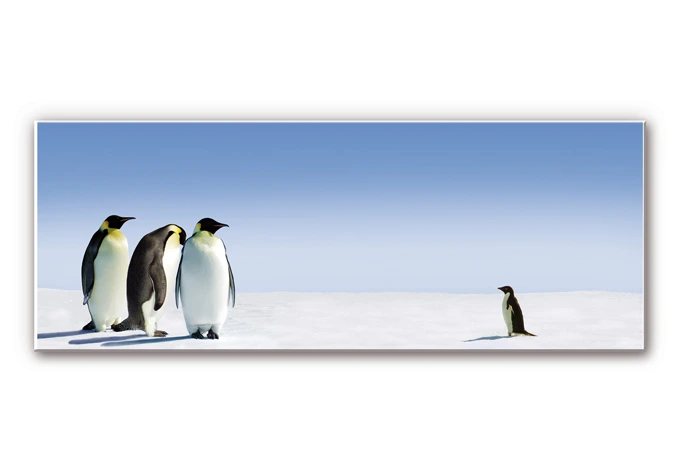 Wandbild Penguin - Panorama 