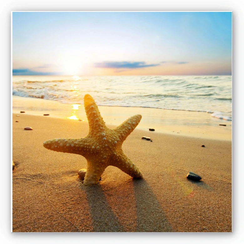Wandbild Seestern im Sand - quadratisch 