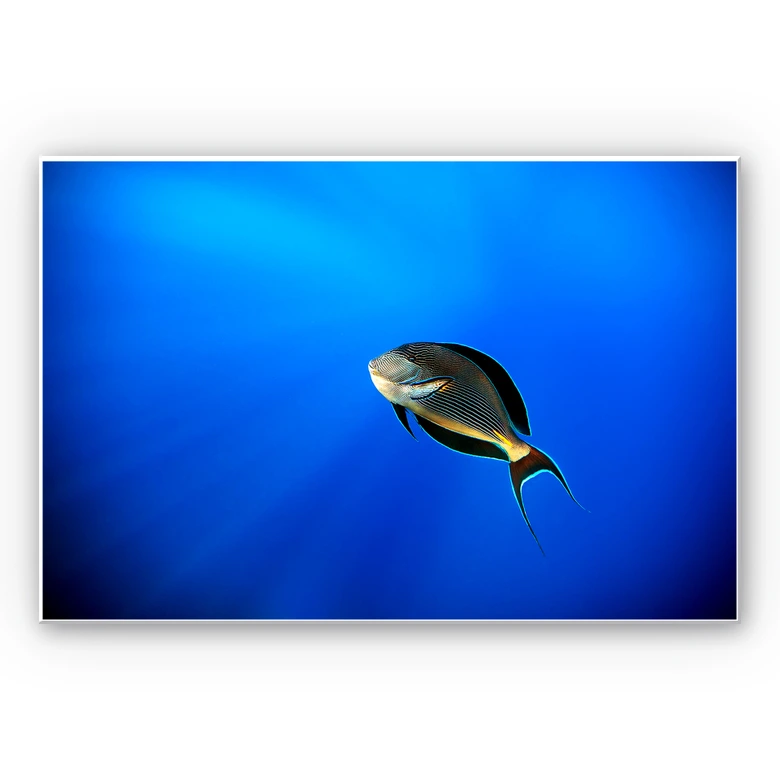 Wandbild Catta - Deep Ocean 