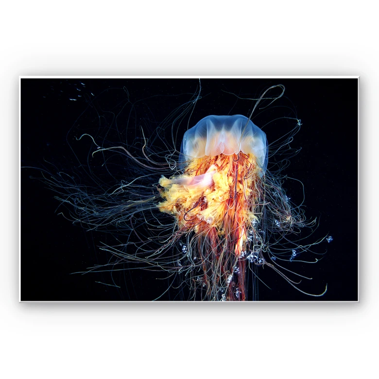 Wandbild Semenov - Amazing Jellyfish 