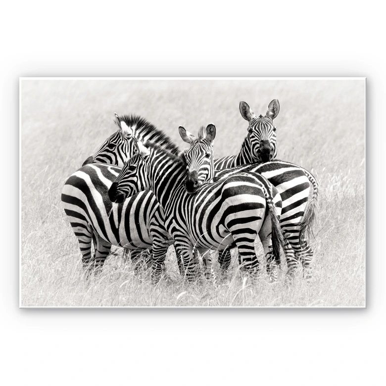 Wandbild Trubitsyn - Zebras in der Savanne 