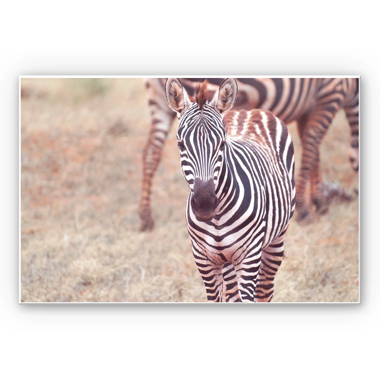 Wandbild Zebra Fohlen 