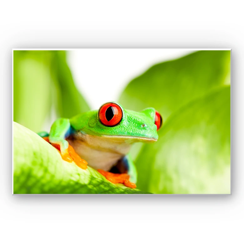 Wandbild Knallfrosch 