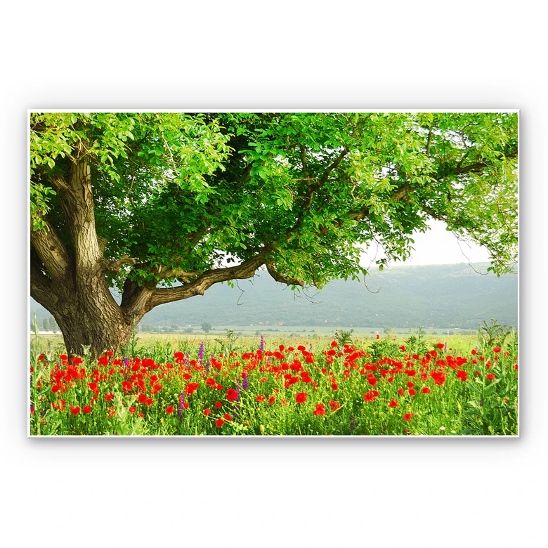 Wandbild Sommererwachen 