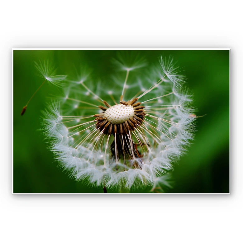 Wandbild Pusteblume im Wind 