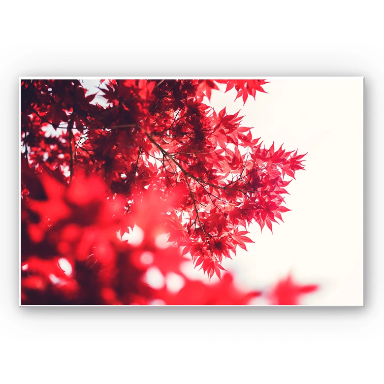 Wanddecoratie Esdoorn in de Herfst 