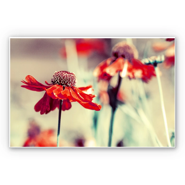 Wandbild Roter Sonnenhut 